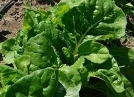 Spanac eco, de vara sau elvetian,500g