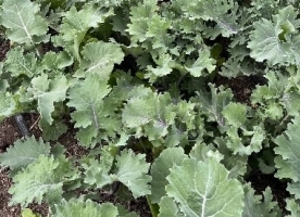 Kale siberian ecologic