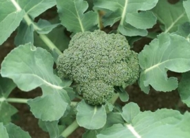 Broccoli eco de gradina