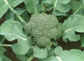 Broccoli bio romanesc, cca 250g