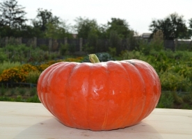 Dovleac portocaliu Halloween, kg