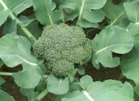 Muguri de broccoli eco, 100g