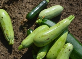 Dovlecel mix, produs in gradina