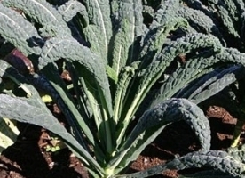 Kale ecologic, leg