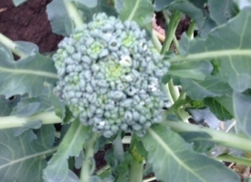 Broccoli bio congelat, 500g