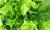 Salata verde creata eco_ultimele buc